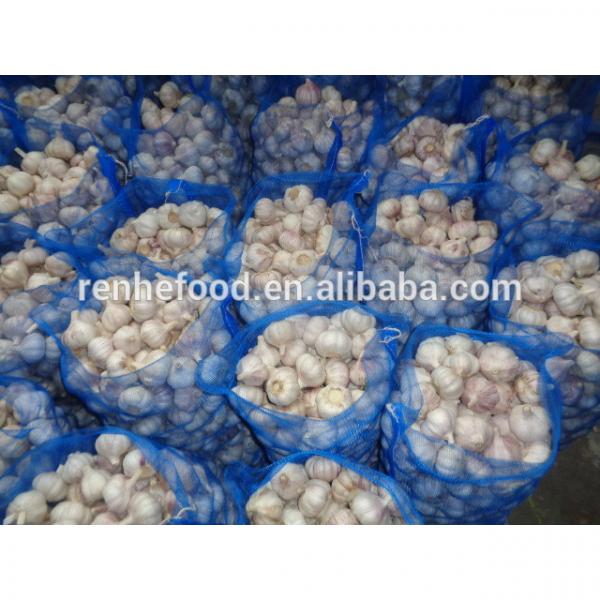 Good quality food garlic on sale #3 image