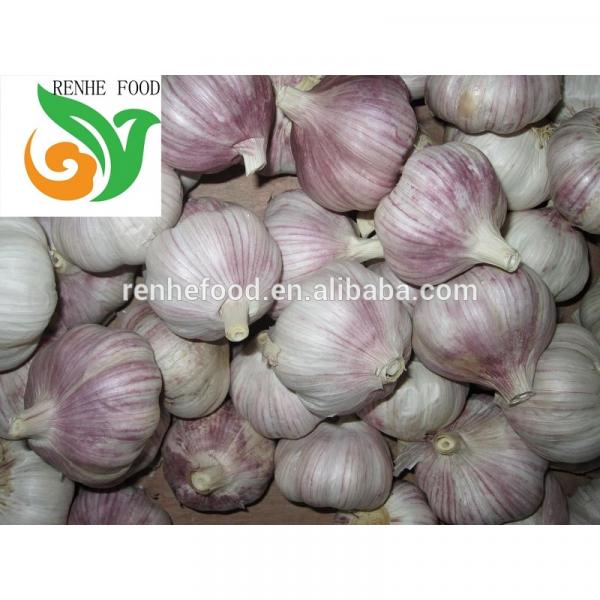 Fresh garlic/Normal White Garlic/Pure White Garlic #5 image