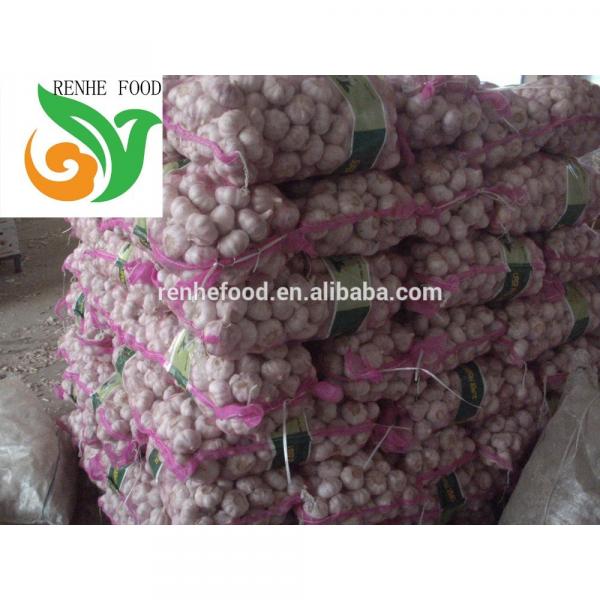 Garlic Export To The World Market #3 image