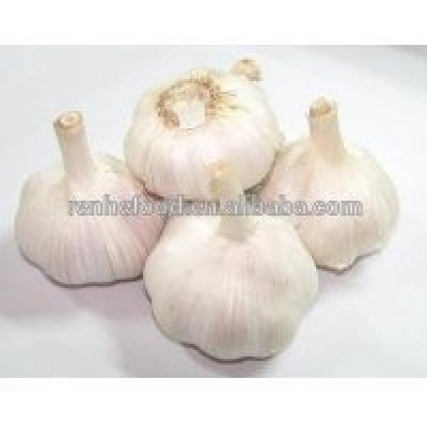Ali/Alho/Ajo/Garlic fom China Supplier #5 image