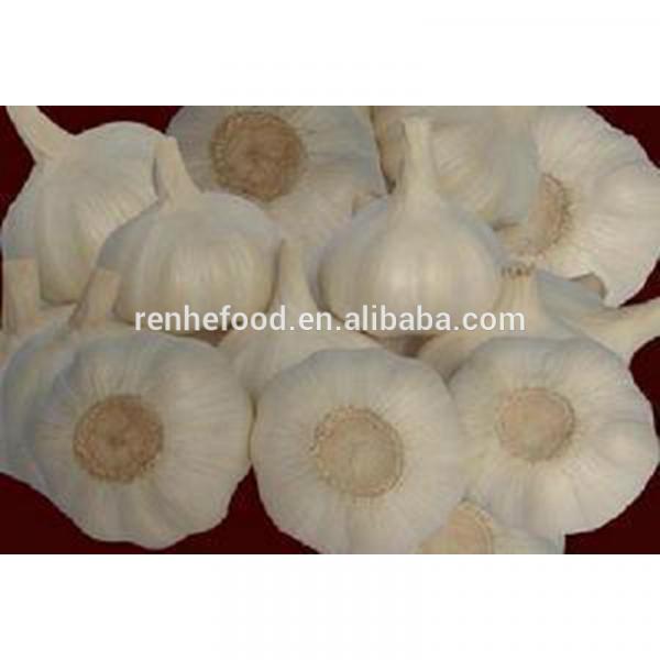 Ali/Alho/Ajo/Garlic fom China Supplier #6 image