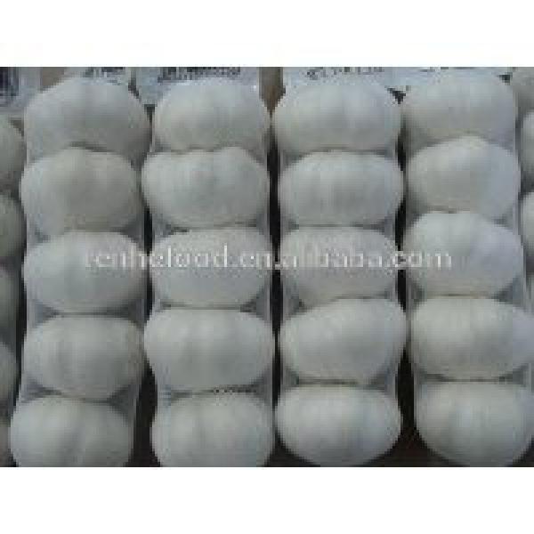 China Pollution Free White Garlic Hot Selling #3 image