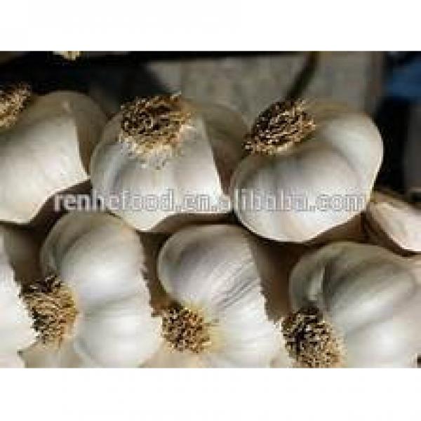 Good quality food garlic on sale #5 image