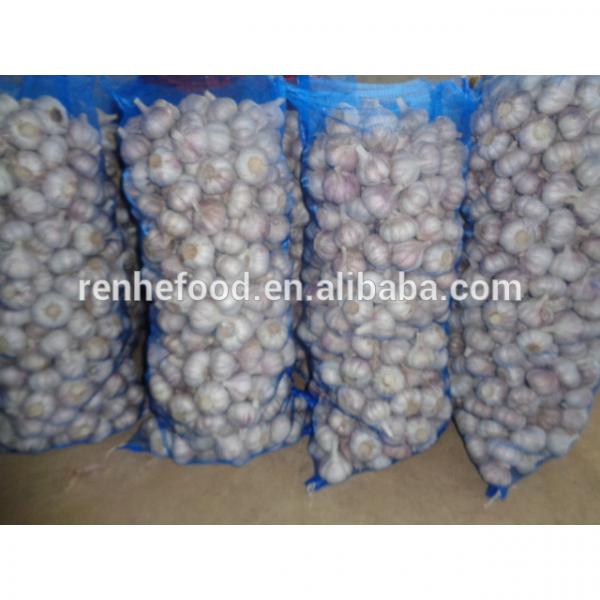 Sell Vegetable white Garlic for Dubai #6 image
