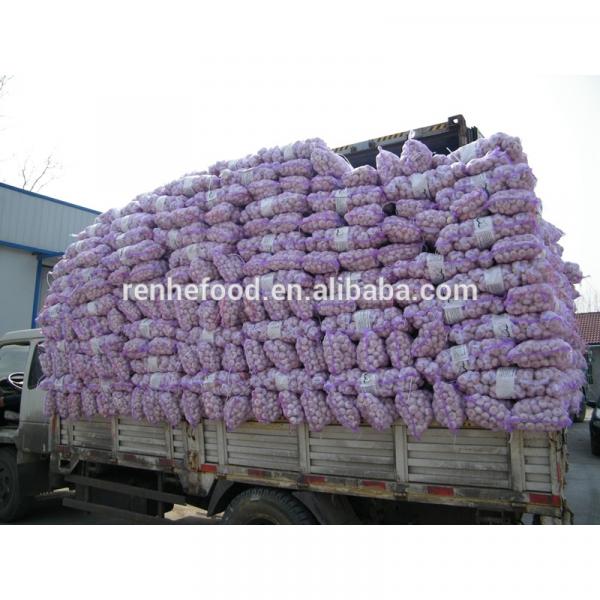 Importer to buy fresh garlic from China Factory #2 image