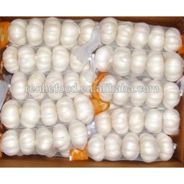 China Pollution Free White Garlic Hot Selling #5 image