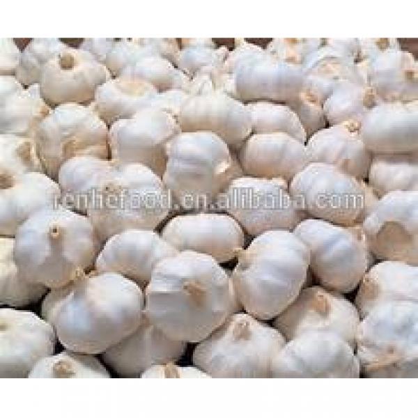 Sell Vegetable white Garlic for Dubai #5 image