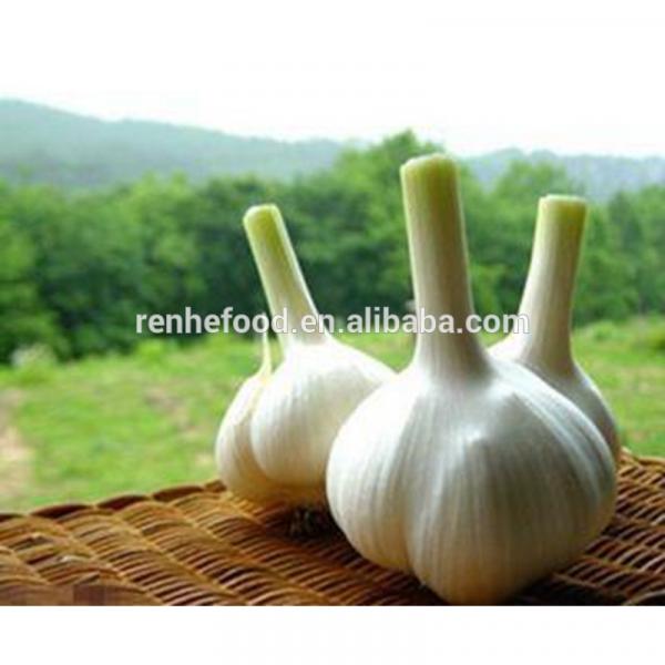 Fresh Garlic Global For good health #5 image