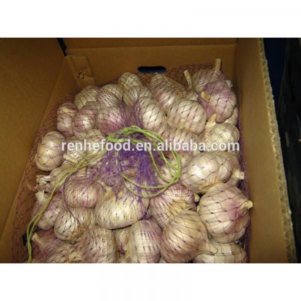 Fresh White Garlic with Carton Packing #2 image