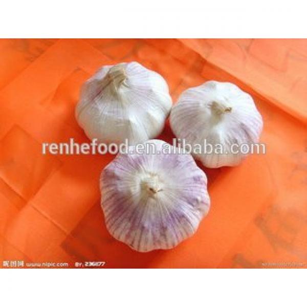 Fresh White Garlic with Carton Packing #6 image