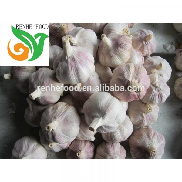 Fresh garlic/Normal White Garlic/Pure White Garlic #4 image
