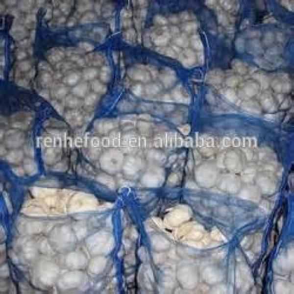New Arrival with high quality White garlic for sale #4 image