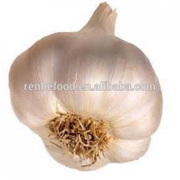 China Pollution Free White Garlic Hot Selling #1 image