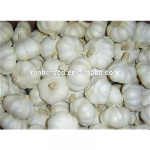 Super fresh pure white garlic from Renhe Food #1 image