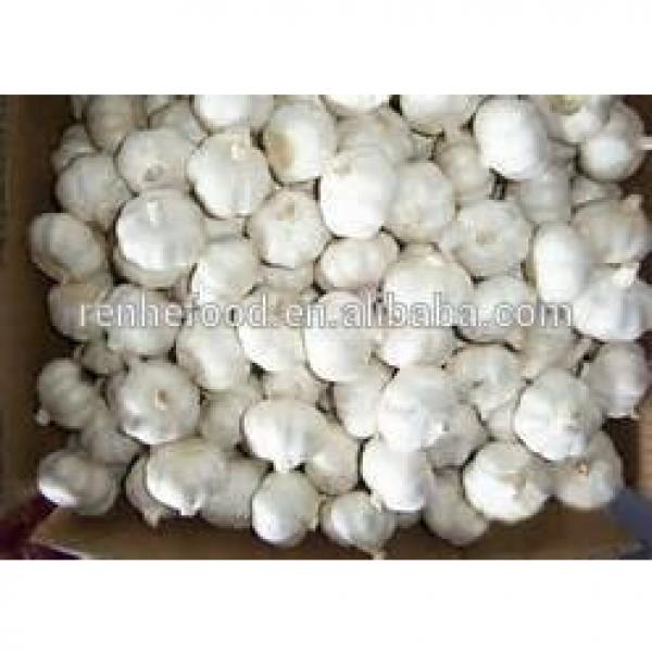 Super fresh pure white garlic from Renhe Food #6 image