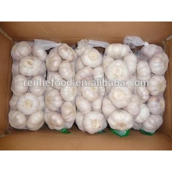 Fresh Organic White Garlic Price #3 image