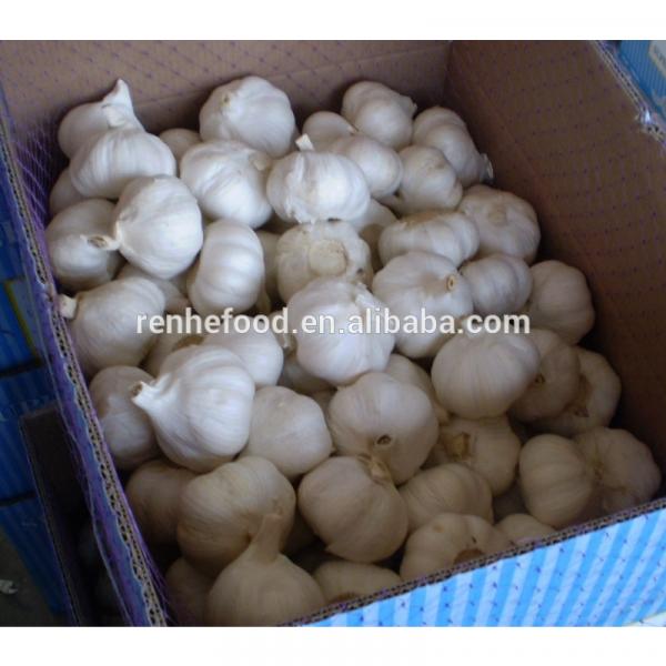 Best Price and Quality 2017 Crop Chinese White Garlic #6 image
