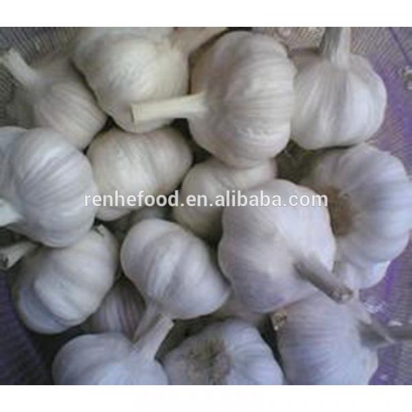 Organic New Crop Bulk Fresh Garlic #1 image