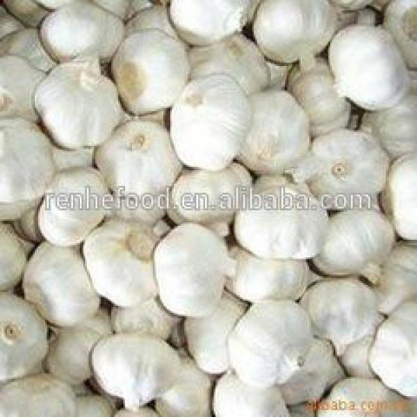 China Factory Exporter 2017 New Crop Normal White Garlic #2 image