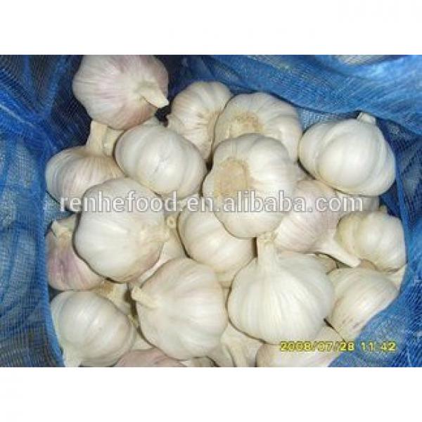 New crop high quality fresh garlic directly supply #4 image