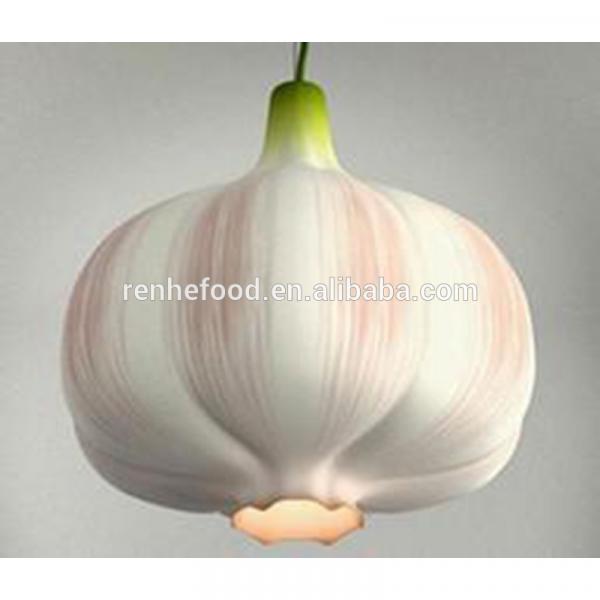 China Factory Exporter 2017 New Crop Normal White Garlic #6 image