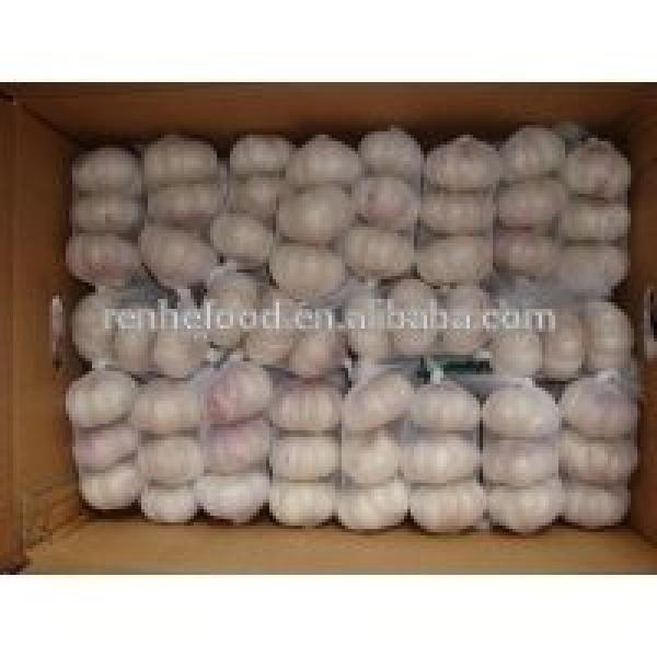 New Arrival with high quality White garlic for sale #5 image
