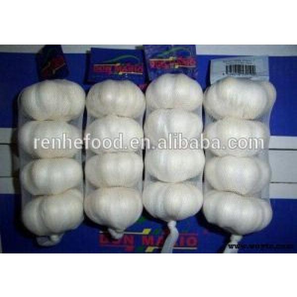 China Factory Exporter 2017 New Crop Normal White Garlic #4 image