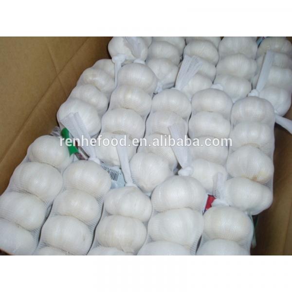 China Pollution Free White Garlic Hot Selling #2 image
