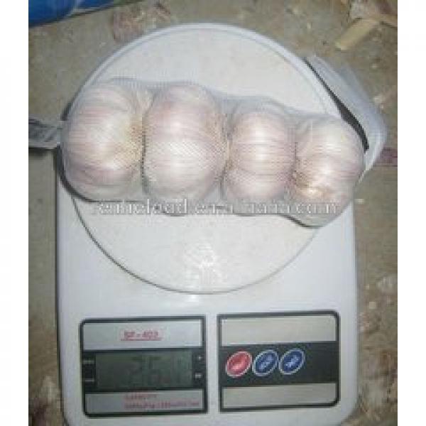 China Pollution Free White Garlic Hot Selling #6 image