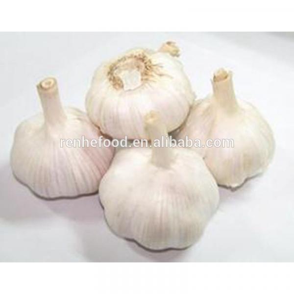 Supply Jinxiang Garlic from Renhe Food #1 image