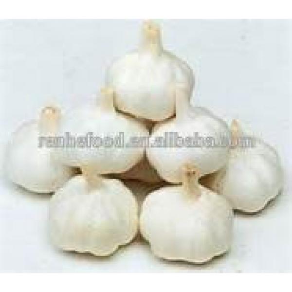 Sell High-quality Fresh Natural pure white garlic #4 image