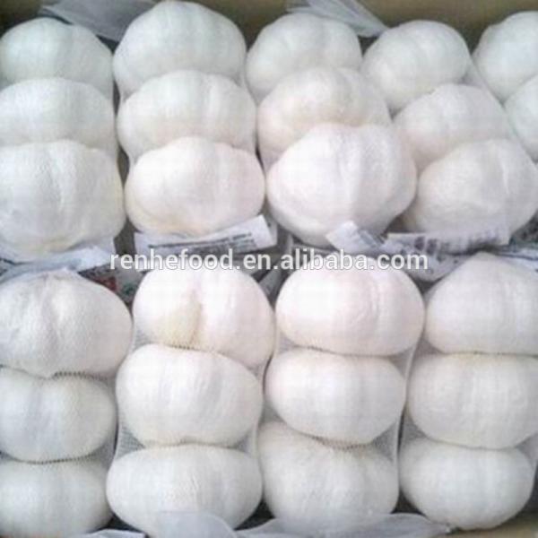 Supply Jinxiang Garlic from Renhe Food #6 image