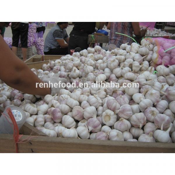 Chinese fresh garlic natural garlic 4.5cm-6.5cm #2 image