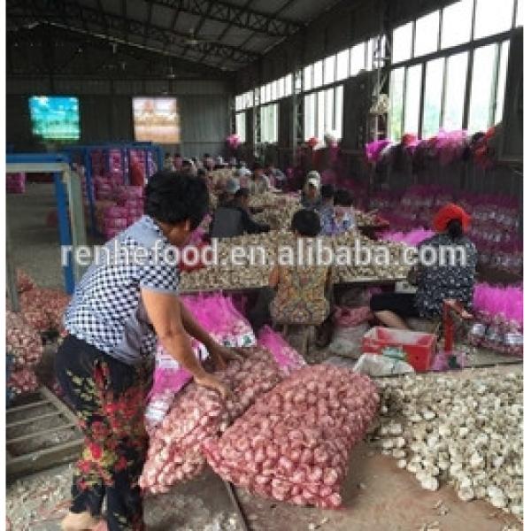 China Factory Exporter 2017 New Crop Normal White Garlic #3 image