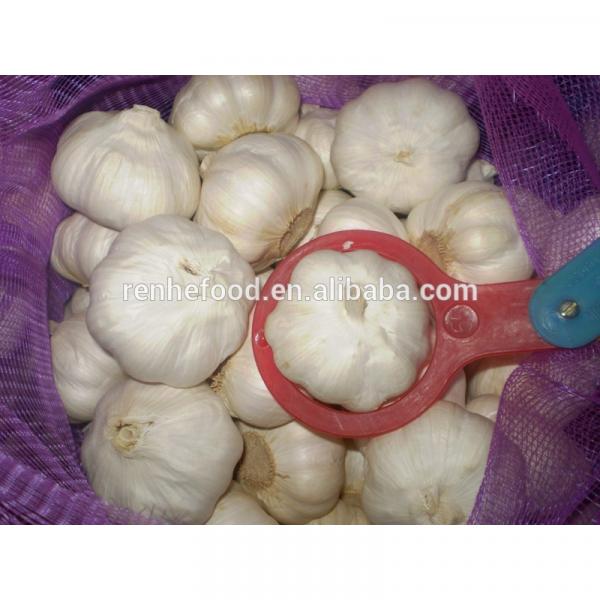 Super fresh pure white garlic from Renhe Food #3 image