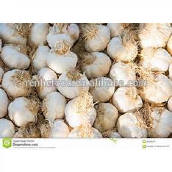 Fresh Organic White Garlic Price #1 image
