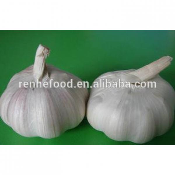 Fresh Organic White Garlic Price #2 image