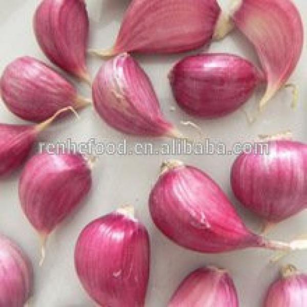Fresh Organic White Garlic Price #4 image