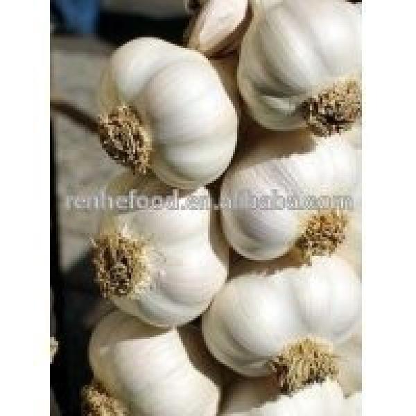 reliable garlic supplier / fresh chinese garlic #6 image