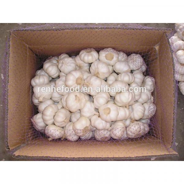 2017 Fresh and Dry Garlic - Chinese Garlic Exporters #1 image