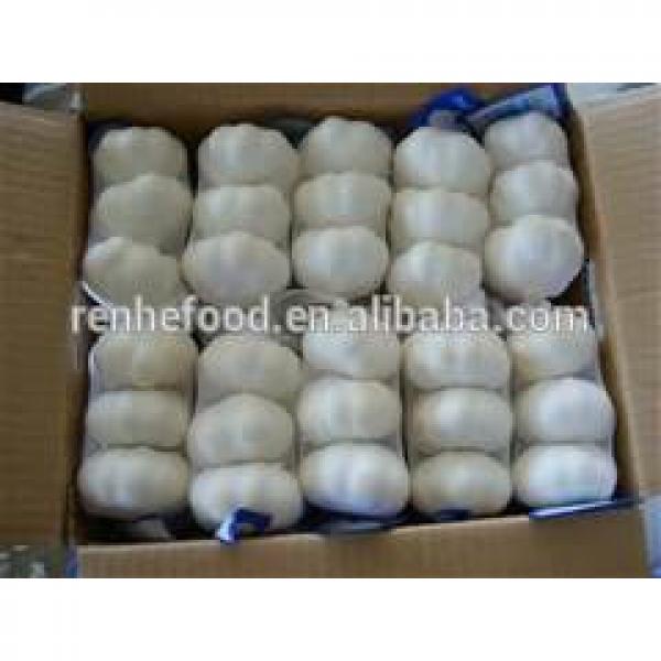 2017 Fresh and Dry Garlic - Chinese Garlic Exporters #2 image