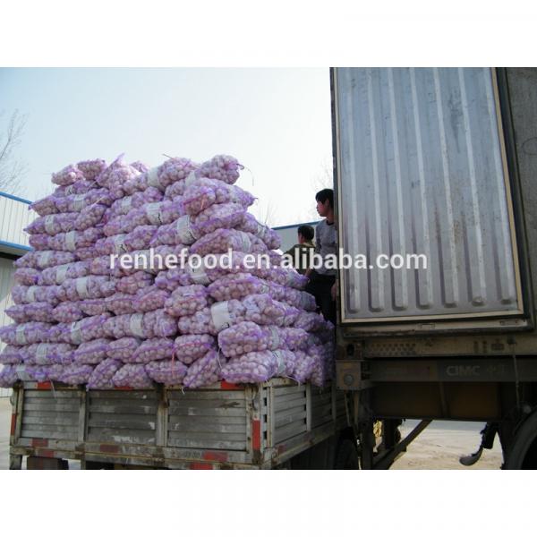 2017 Fresh and Dry Garlic - Chinese Garlic Exporters #6 image