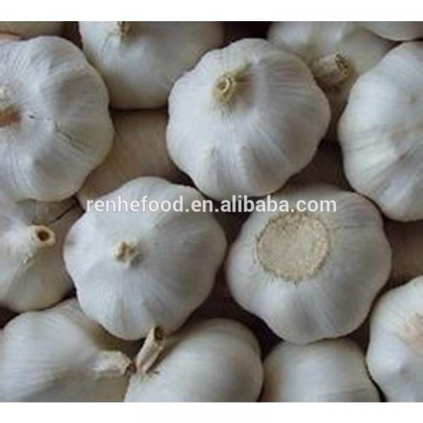 China Factory Exporter 2017 New Crop Normal White Garlic #5 image