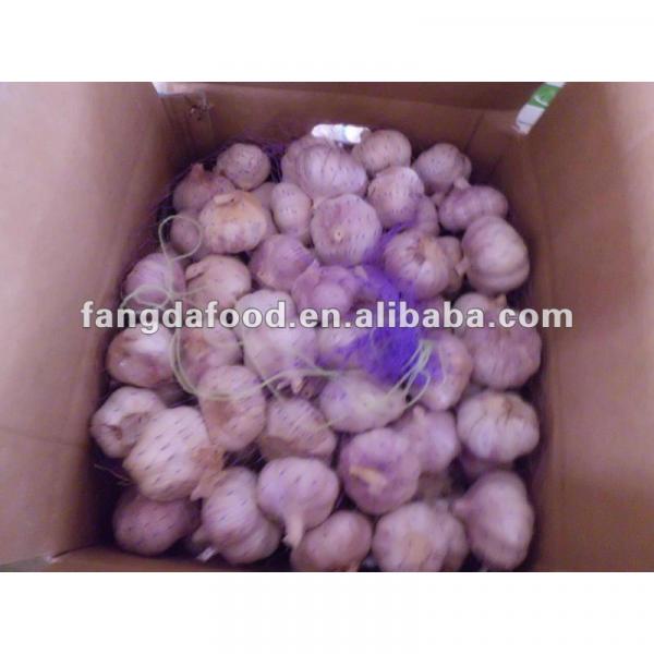 best pure white garlic from China #1 image