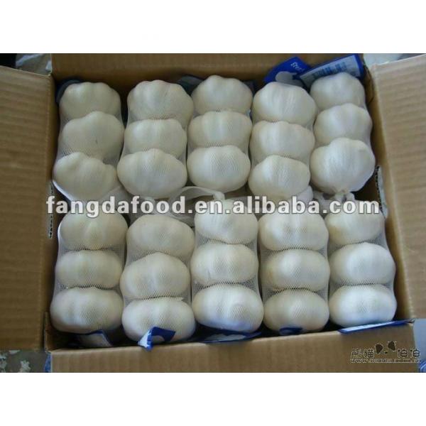 crop Chinese pure white garlic packed in carton #1 image