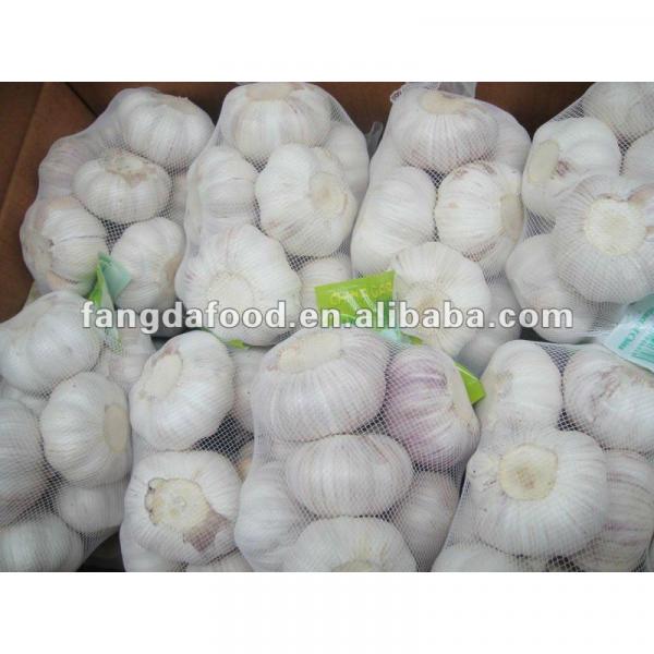 Super garlic size 6.0cm 1kg/bag crop #1 image