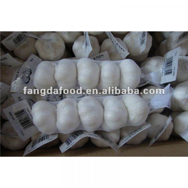 crop fresh white garlic 5P packed MOQ:1*40&#39;FCL #1 image