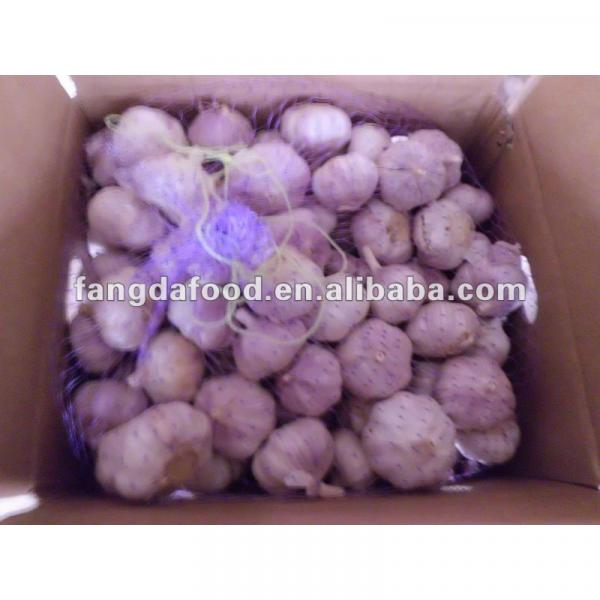 Hot sell Chinese red Garlic #1 image