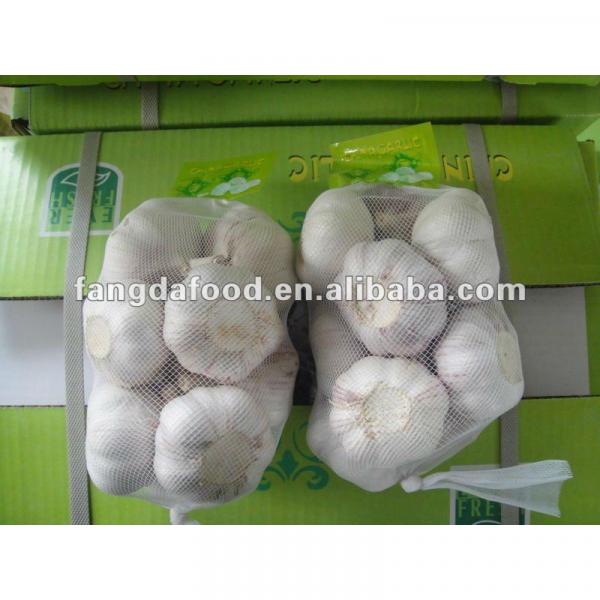 garlic crops #1 image