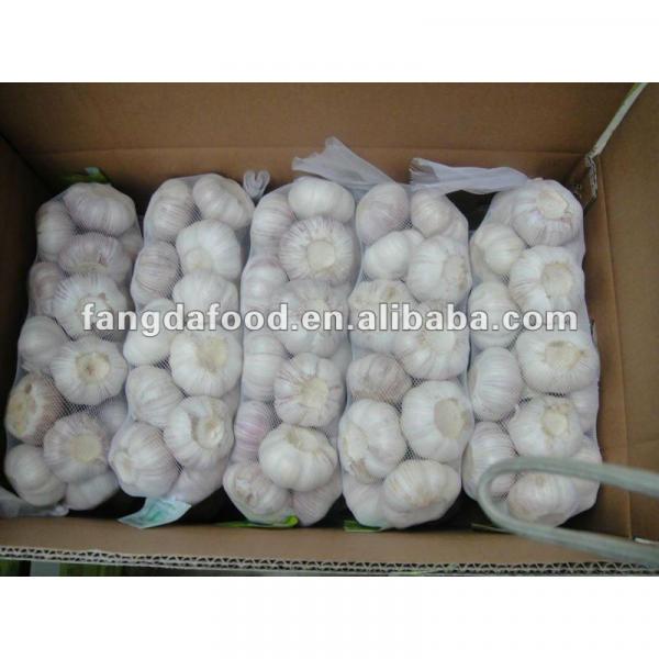 new crop fresh chinese garlic #1 image